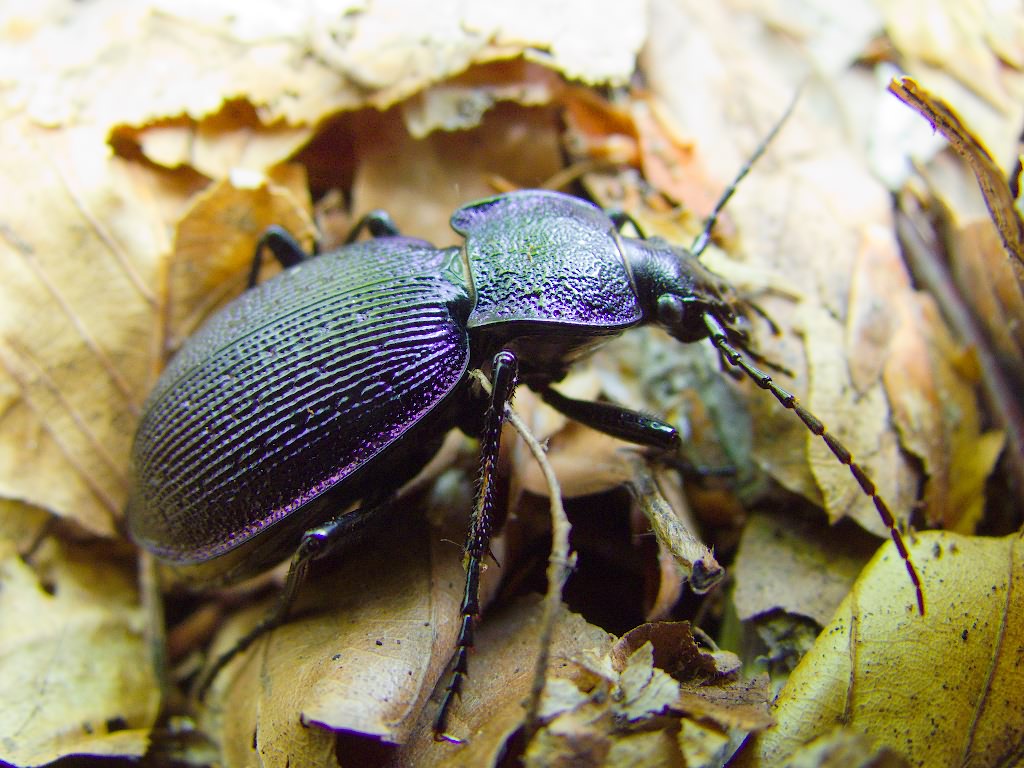 Carabus gyllenhali Fischer, 1827
